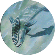 Remora Crest
